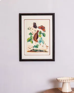 A Collection Bird And Insect By Anna Blackburne Framed Wall Art