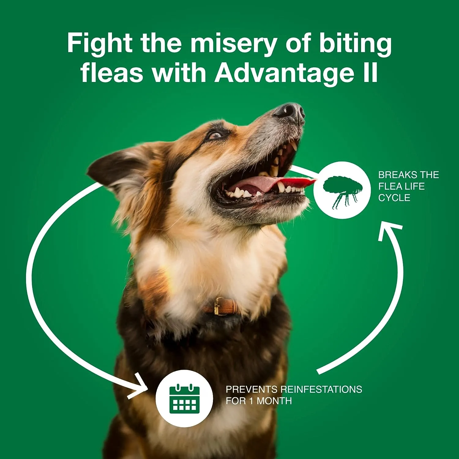 Advantage II for Dogs