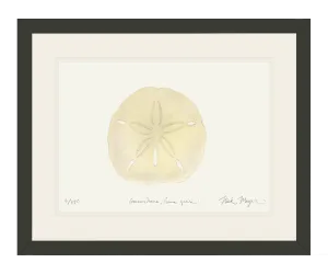 Ivory Sand Dollar I Print