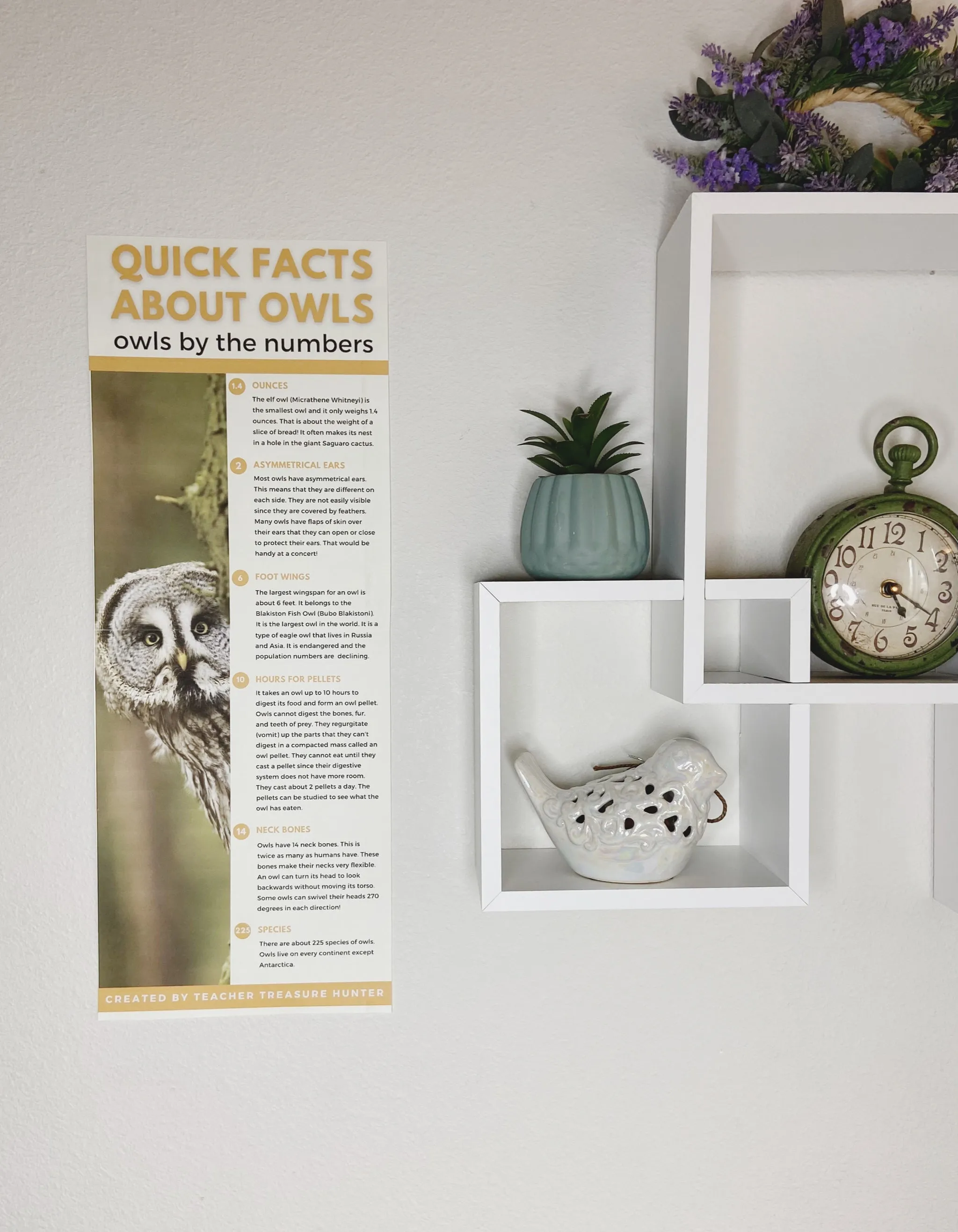 Learn about Owl Species