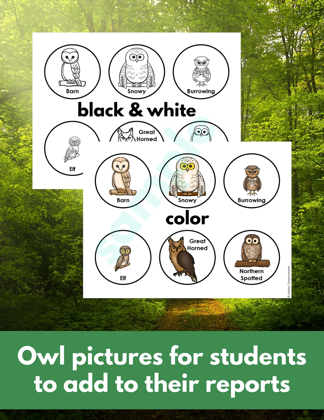 Learn about Owl Species