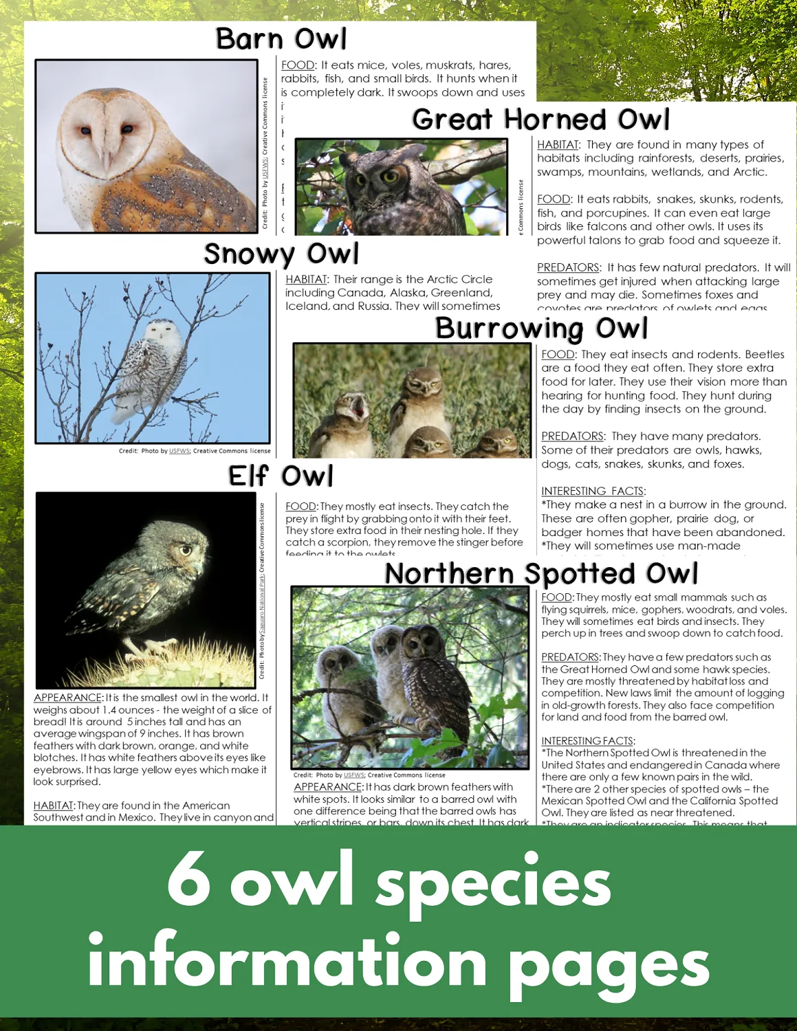 Learn about Owl Species