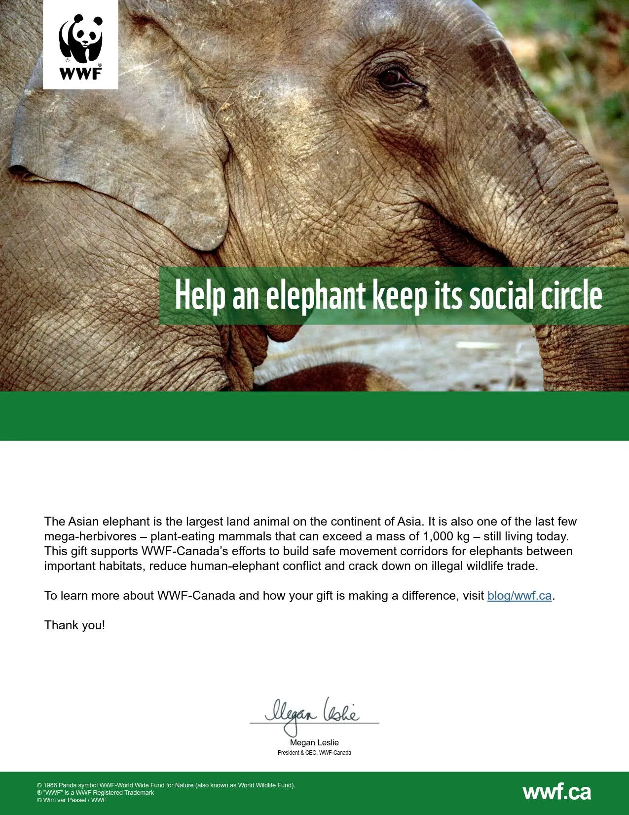 protect an elephant's social circle