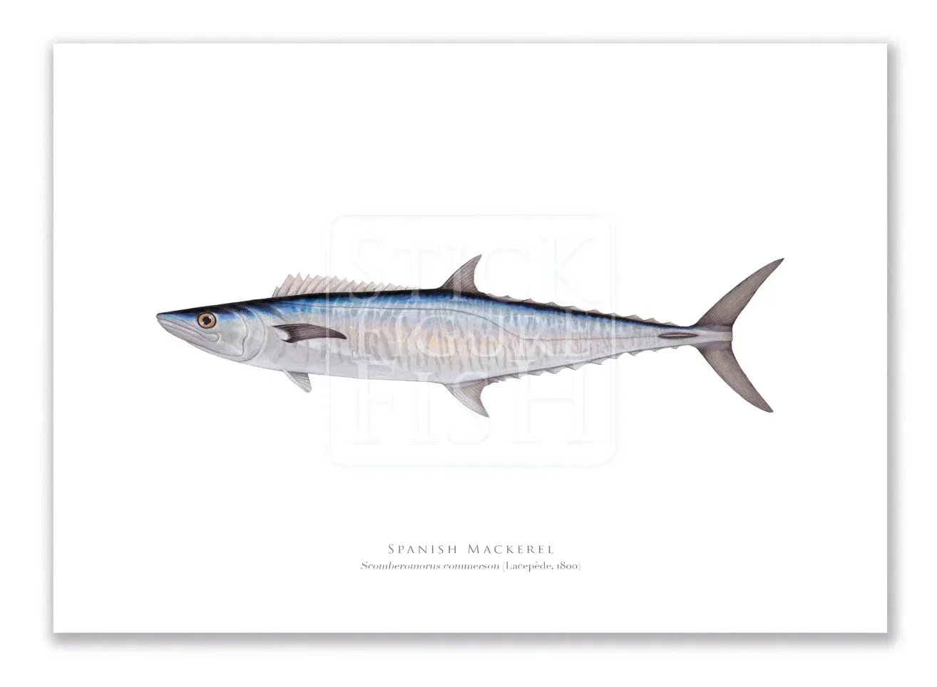 Spanish Mackerel, Scomberomorus commerson (Lacépède 1800) - Fine Art Print