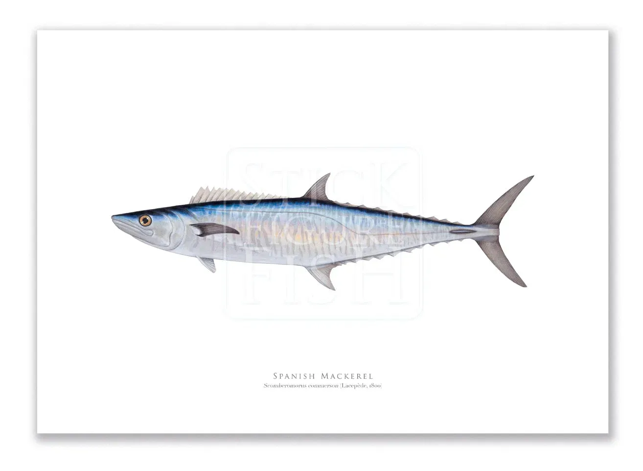 Spanish Mackerel, Scomberomorus commerson (Lacépède 1800) - Fine Art Print